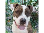Adopt Peanut a Pit Bull Terrier