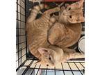 Adopt 89 - Mulligan & Murphy (in foster) a Tabby