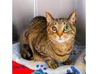 Adopt Calyx a Domestic Short Hair