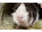 Adopt Gumby a Guinea Pig