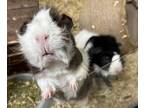 Adopt Domino a Guinea Pig