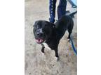 Adopt Cole a American Staffordshire Terrier, Mixed Breed