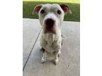 Adopt Kushy a Pit Bull Terrier, Mixed Breed