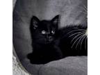 Adopt Binx a Domestic Short Hair