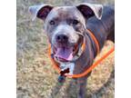 Adopt Flik a Mixed Breed