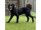 Adopt Earl a Labrador Retriever