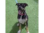 Adopt Whiskey West a Labrador Retriever