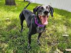 Adopt Ranger a Bluetick Coonhound