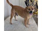 Adopt Shorty a Canaan Dog, Carolina Dog