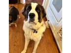 Adopt Rilo 20624 a Saint Bernard
