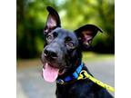 Adopt Bronco 1768 a Mixed Breed