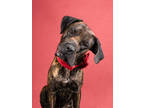 Adopt Anubis - adopted a Cane Corso