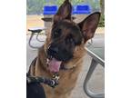 Adopt Hunter a German Shepherd Dog
