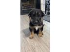 Adopt Royce a German Shepherd Dog