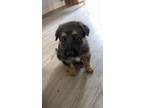 Adopt Bentley a German Shepherd Dog