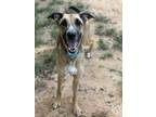Adopt Sir a German Shepherd Dog