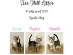 Adopt Tree Hill Litter a Domestic Short Hair