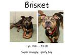 Adopt Brisket a Mixed Breed