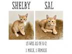 Adopt Shelby a Domestic Short Hair