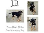 Adopt Blocboy JB a Mixed Breed