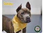 Adopt 24-08-2487 Oakley a Pit Bull Terrier