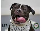 Adopt 24-08-2491 Lee a Pit Bull Terrier
