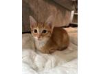 Adopt Nacho a Domestic Short Hair