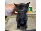 Adopt Sirius Black a Domestic Short Hair