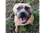 Adopt Armani a Pit Bull Terrier
