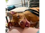 Adopt JJ a Pit Bull Terrier