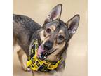 Adopt Toby a Siberian Husky