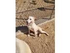 Adopt Odie a Retriever