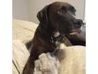 Adopt Rip a Labrador Retriever, Boxer
