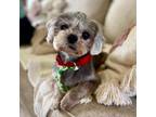 Adopt Fisk a Shih Tzu