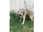 Adopt luke a Great Pyrenees