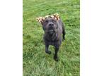 Adopt Mr Beefy a Pit Bull Terrier