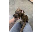 Adopt Koda a Boxer