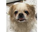 Adopt Charlie (Peki) a Pekingese