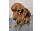 Adopt Maverick a Golden Retriever