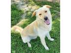 Adopt Satch a Golden Retriever, Husky