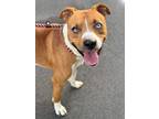 Adopt Hobbs a Pit Bull Terrier, Mixed Breed