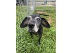 Adopt Disco a Beagle, Terrier