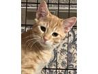 Adopt Tuscan a Domestic Short Hair