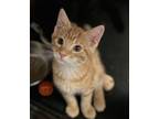 Adopt Tucson a Domestic Short Hair