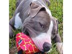 Adopt Baxter a American Staffordshire Terrier