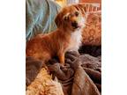 Adopt Steve a Terrier, Dachshund