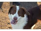 Adopt Lightning Bug a Australian Shepherd