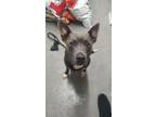 Adopt Blocks a Pit Bull Terrier