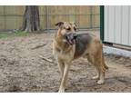 Adopt Libirachi a Shepherd, Great Dane