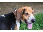 Adopt Odie a Coonhound